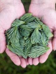 Crimson Sky Patrol Crimson Sky Patrol