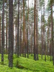 lt;lt;lt;The Peerles