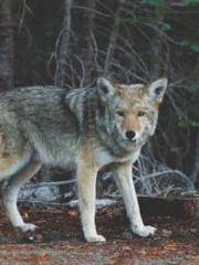 lt;Heavenly Fire Dyn