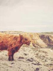 The Undefeated Son-i