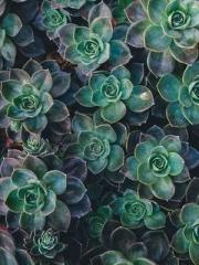 The young masterapos