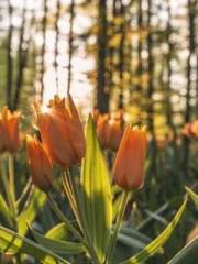 Transmigrated to the