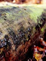 Shen Ning Ran Bao Ji