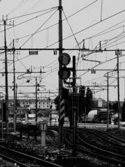 My pets are all amaz