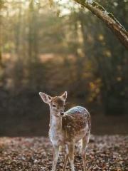 lt;lt;A Difficult Wi